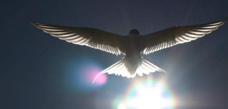 Arctic Tern back lit by the sun