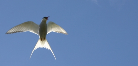Arctic Tern ready to attack